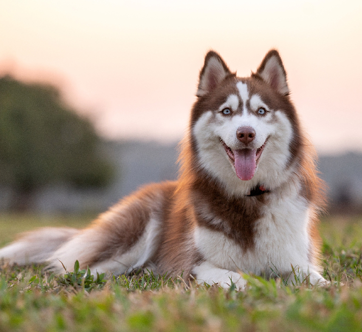 Siberian Husky mumbai